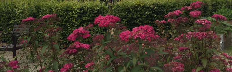 Blomster på terrassen
