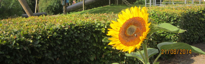 Blomst i haven på Bakkevejs legeplads