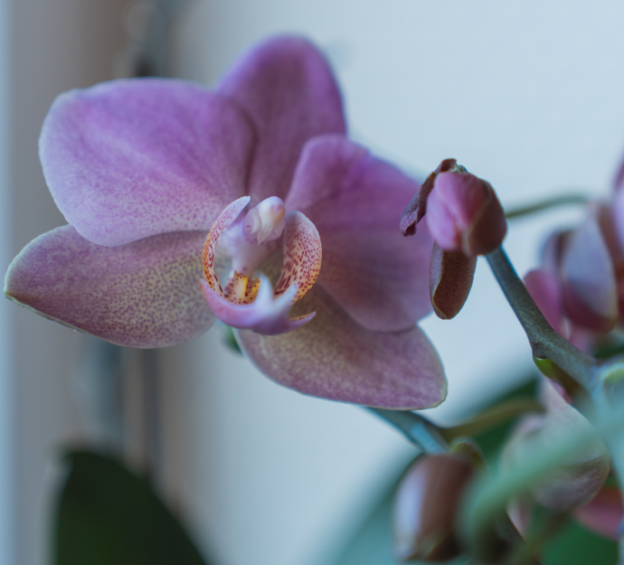 Lilla orkide