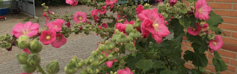 Blomst på terrassen ved Børnehuset